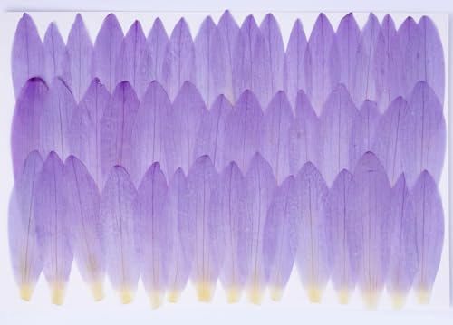 48 Pcs Mix Natural Dried Pressed Water Lily Petals for Cake Decorating (Water Lily)