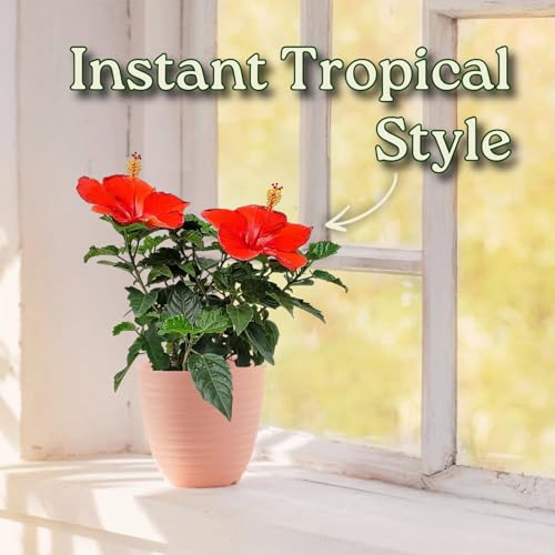 Red Hibiscus Bush Dwarf