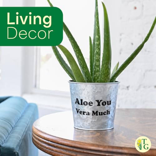 Live Aloe Vera Plant (Navy (6" Pot))