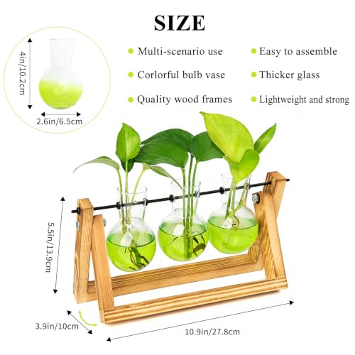 Plant Terrarium Kit with Wooden Stand 3 Gradient Green Bulb Vases (Green)