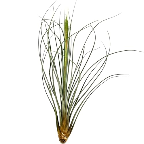 Air Plants Bulk (30 Count)