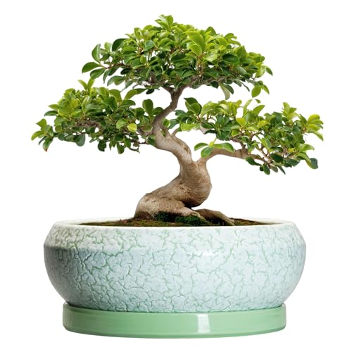 Bonsai Pots 13 Inch Ceramic Succulent Pots for Indoor Outdoor (13 Inch / Bright Green-white)