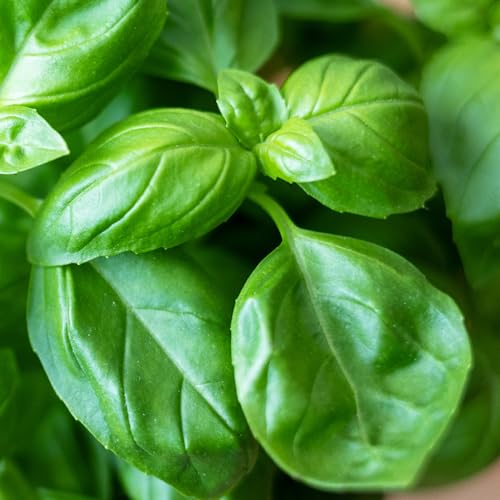 Genovese Sweet Basil Seeds Heirloom Non (2 Packs)