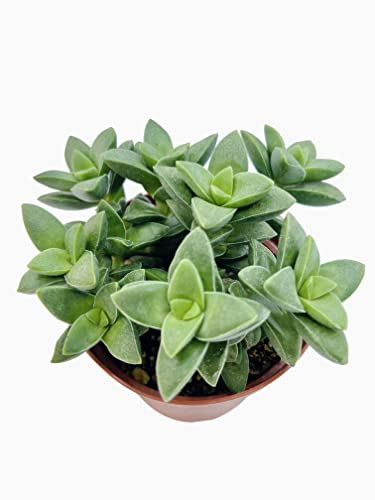 Live Succulent 4" Crassula Spring Time (4" / Crassula Spring Time)