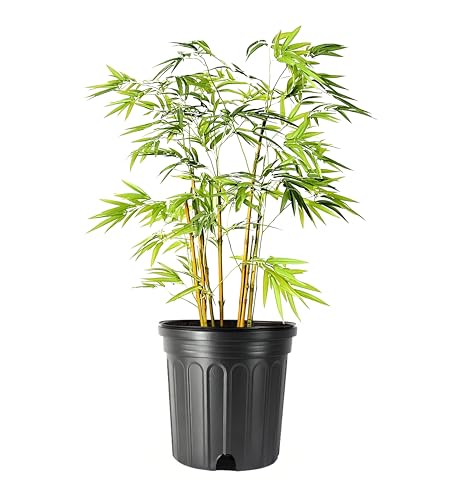 Bamboo Golden Goddess