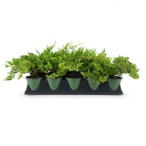 Dwarf Japanese Garden Juniper (5 Count)