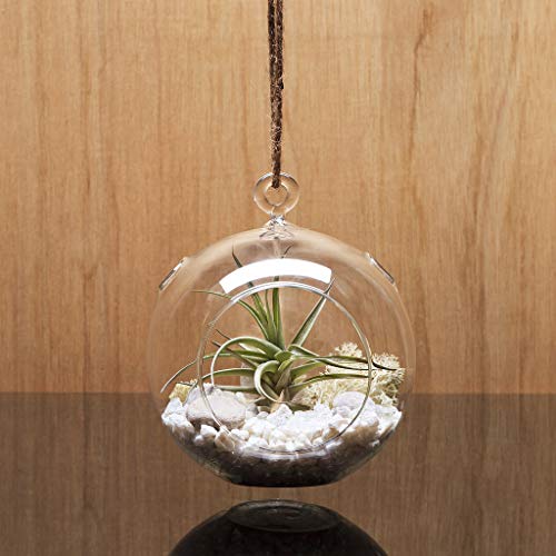 WGV Hanging Terrarium Globe (4")
