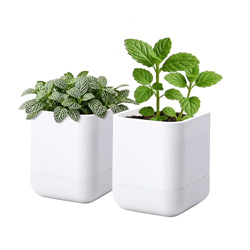 3.5 Inch Wall Mounted Self (3.5" (2 Pack) / White)