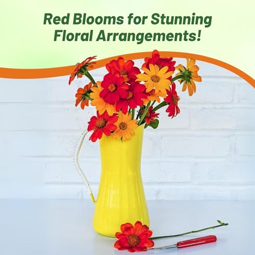 Red Torch Mexican Sunflower Seeds (2000 Count)