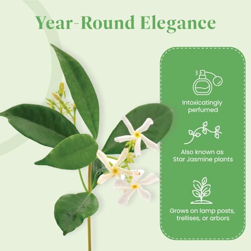 Live Confederate Jasmine (Confederate / 6-Inch Pot)