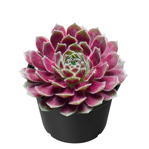 Sempervivum 'Stansfieldii' Live Succulent Plant (Sempervivum 'Stansfieldii')