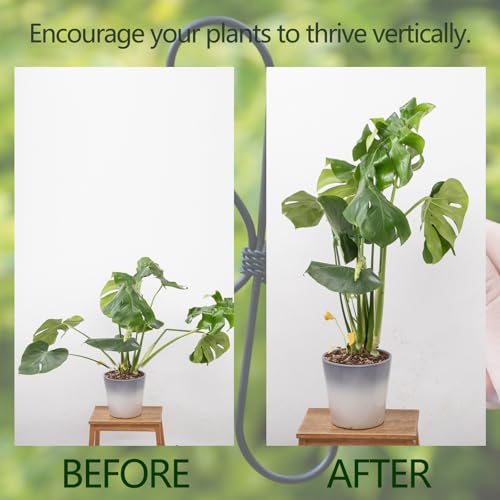 Green Monstera Plant Stem Support Set (Green / 7.5IN*7.5IN)