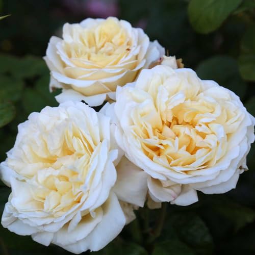 Heirloom Hybrid Tea Roses (Moonlight Romantica)
