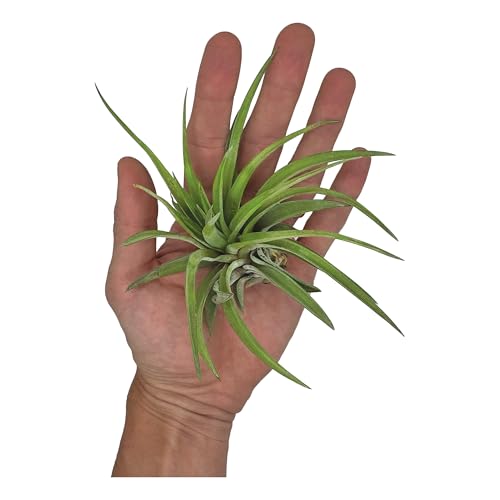 Air Plants Tillandsia Brachycaulos Abdita (5 Count)