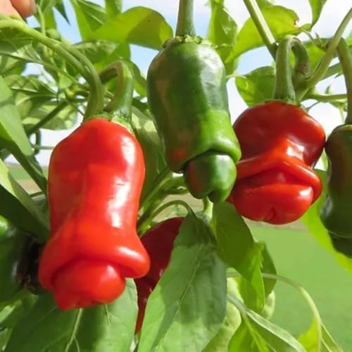 Pepper Live Plant (Hot Peter Pepper)