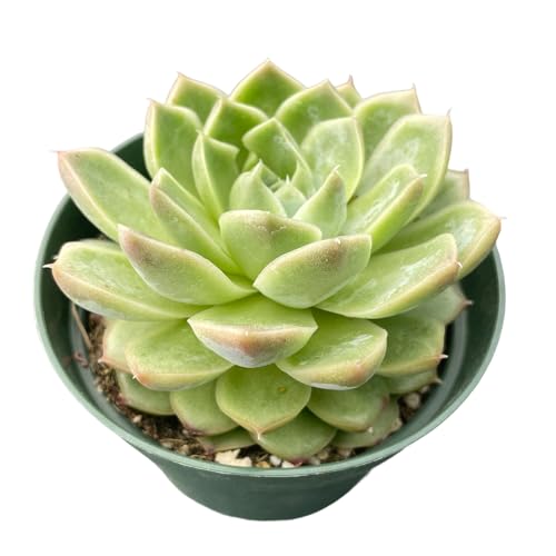 Echeveria Peach Queen (Echeveria Peach Queen)