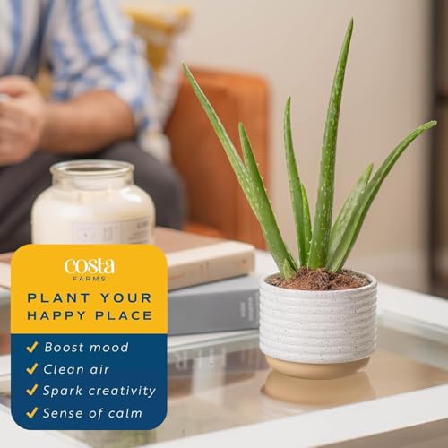 Aloe Vera Live Indoor Plant (Aloe Vera, 10-12 Inches Tall, in Grower's Pot, 2-Pack)
