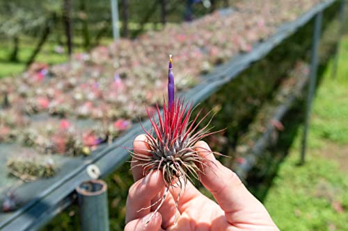 50 Pack Air Plants Assorted Tillandsia Ionantha (50 Count)