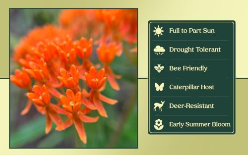 3 Live Butterfly Milkweed Plants (3 Count)