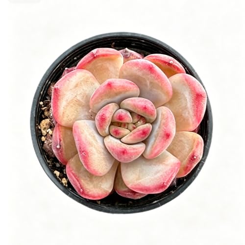 Echeveria agavoides 'Red Veil' (Echeveria agavoides 'Red Veil')
