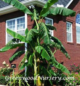 Live Perennial Plants (5 Pots)