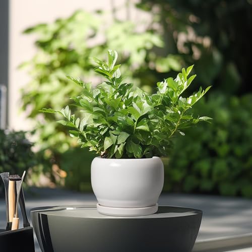 Ceramic Flower Pots