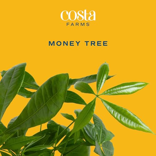 Money Tree Live Indoor Plant (Money Tree, Medium (16 Inches Tall) in Decorative Planter)