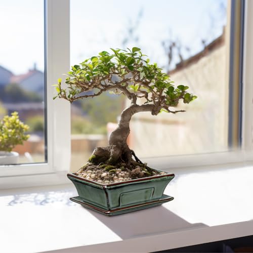 Set of 2 Bonsai Pots with Drainage Tray (Green / 6.2"x4.5"x1.9")