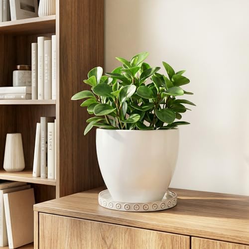 Ceramic Plant Saucer (5.6 Inch / Cream White)