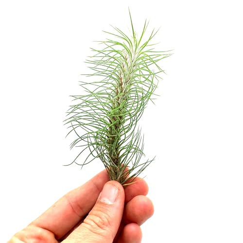 Air Plants Colombian Tillandsia Funckiana (3 Count)