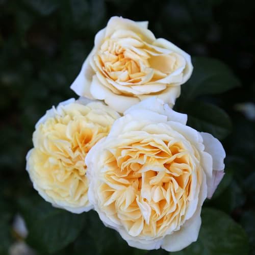 Heirloom Hybrid Tea Roses (Moonlight Romantica)