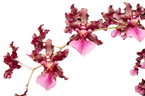 Oncidium Sharry Baby (NBS (Near Bloom Size))