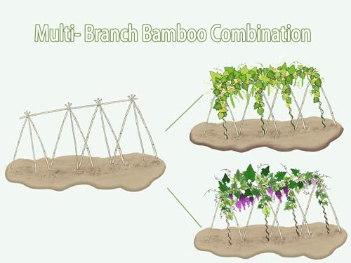 Bamboo Stakes (65 Count)