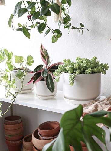 Ceramic Pots for Plants