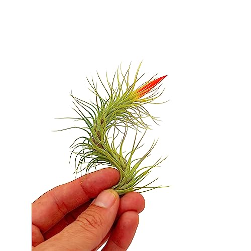 Air Plants Tillandsia Funckiana Hybrid (5 Count)