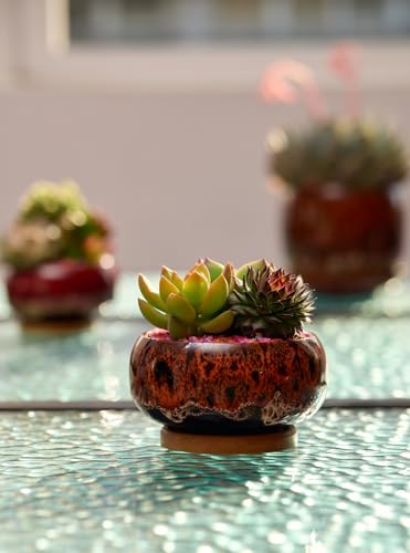 Cute Ceramic Succulent Garden Pots (Round+white Border)