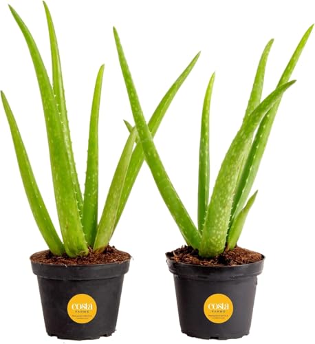 Aloe Vera Live Indoor Plant (Aloe Vera, 10-12 Inches Tall, in Grower's Pot, 2-Pack)