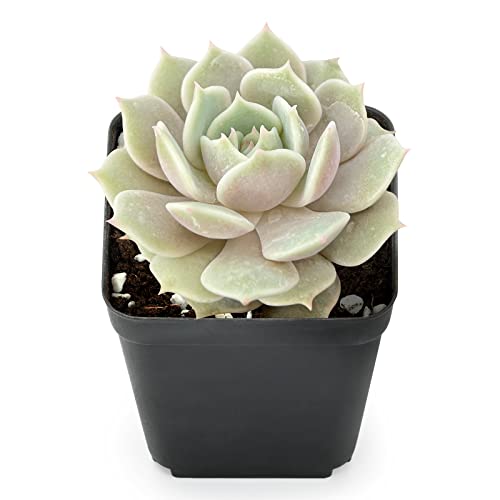 Echeveria Lola