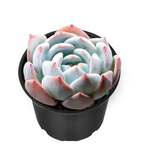Echeveria Ice Green sp (Echeveria Ice Green sp.)