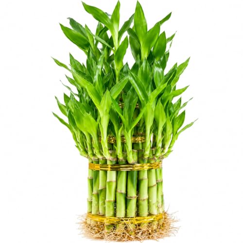 Lucky Bamboo Live Plant