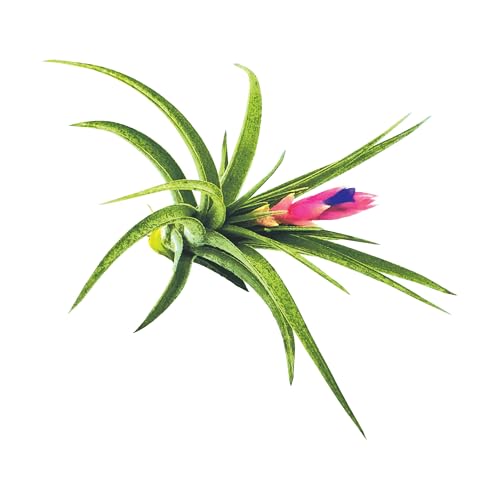 Air Plants Flowering Tillandsia Aeranthos (1 Pack / Aeranthos)