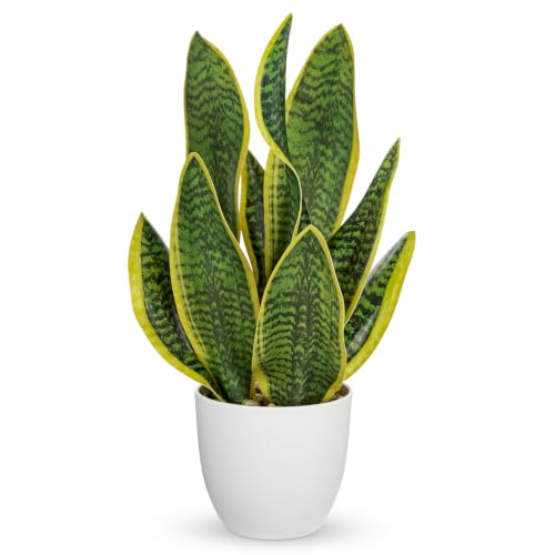 16" Artificial Snake Plant Potted Faux Sansevieria Plants Decor (Green-16" Style 1)
