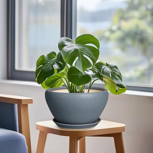 Ceramic Pots for Plants