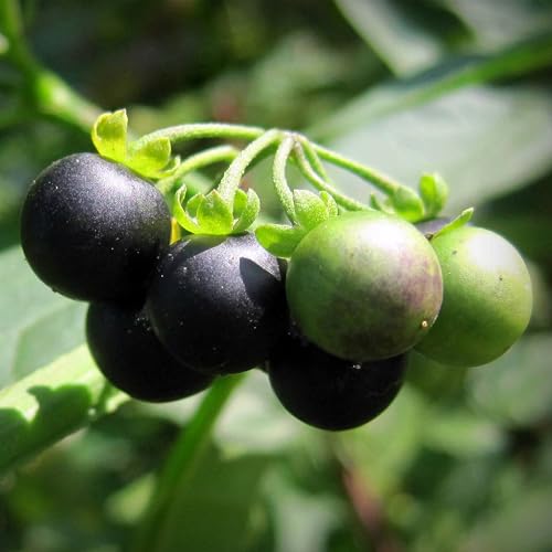 50 Black Nightshade Hierba Mora Heirloom Seeds