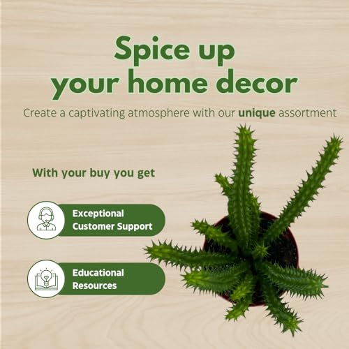 Huernia Red Dragon Stapelia Cactus