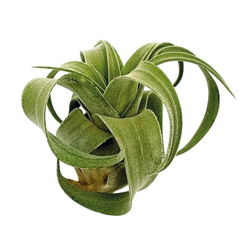 Live Air Plants (3 Pack / Large)
