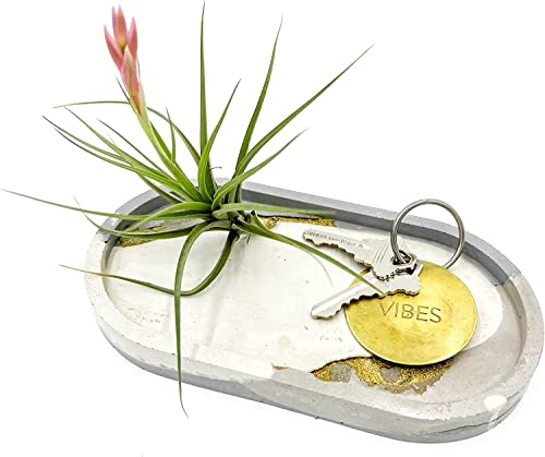 Air Plants Flowering Tillandsia Aeranthos (3 Pack / Aeranthos)