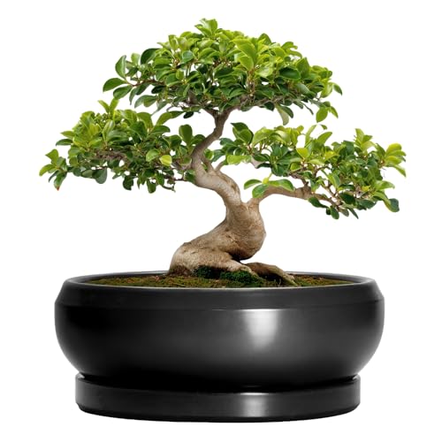 Bonsai Pots 13 Inch (13 Inch / Matte Black)