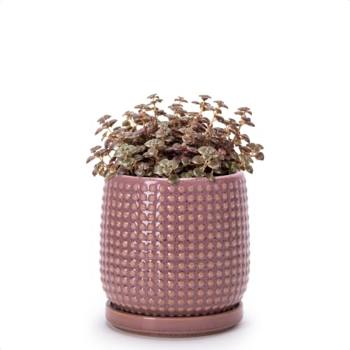 Beaded Ceramic Pot with Saucer (4.3 Inch / Blush Mauve)