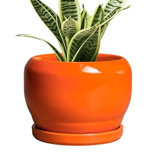 Ceramic Plants Pots